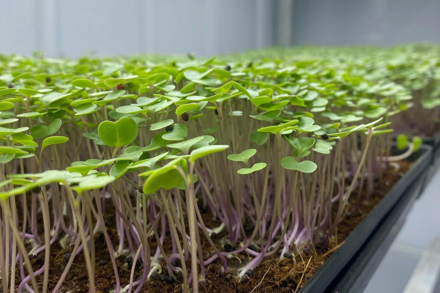 Microgreens - punnet