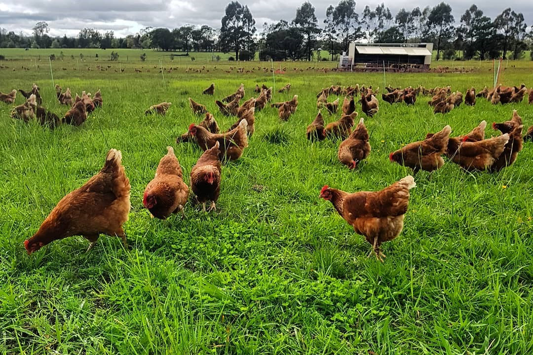 Pasture Raised Hens