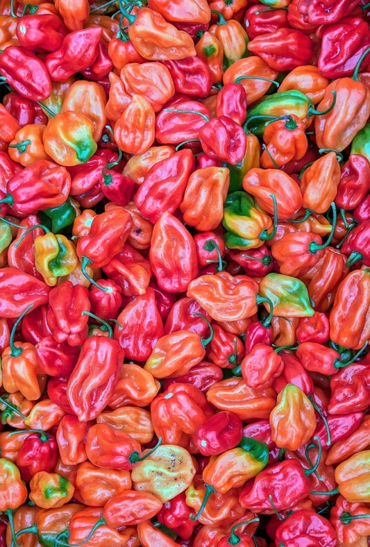 Chilli