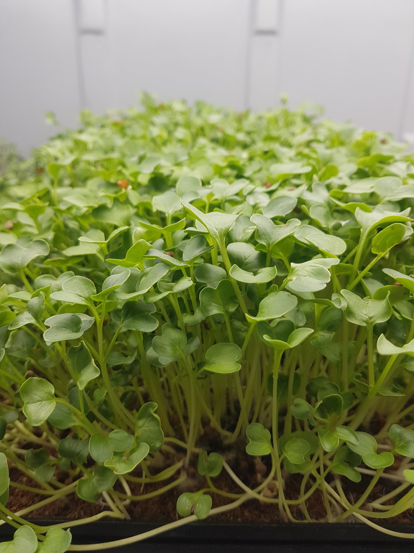 Microgreens