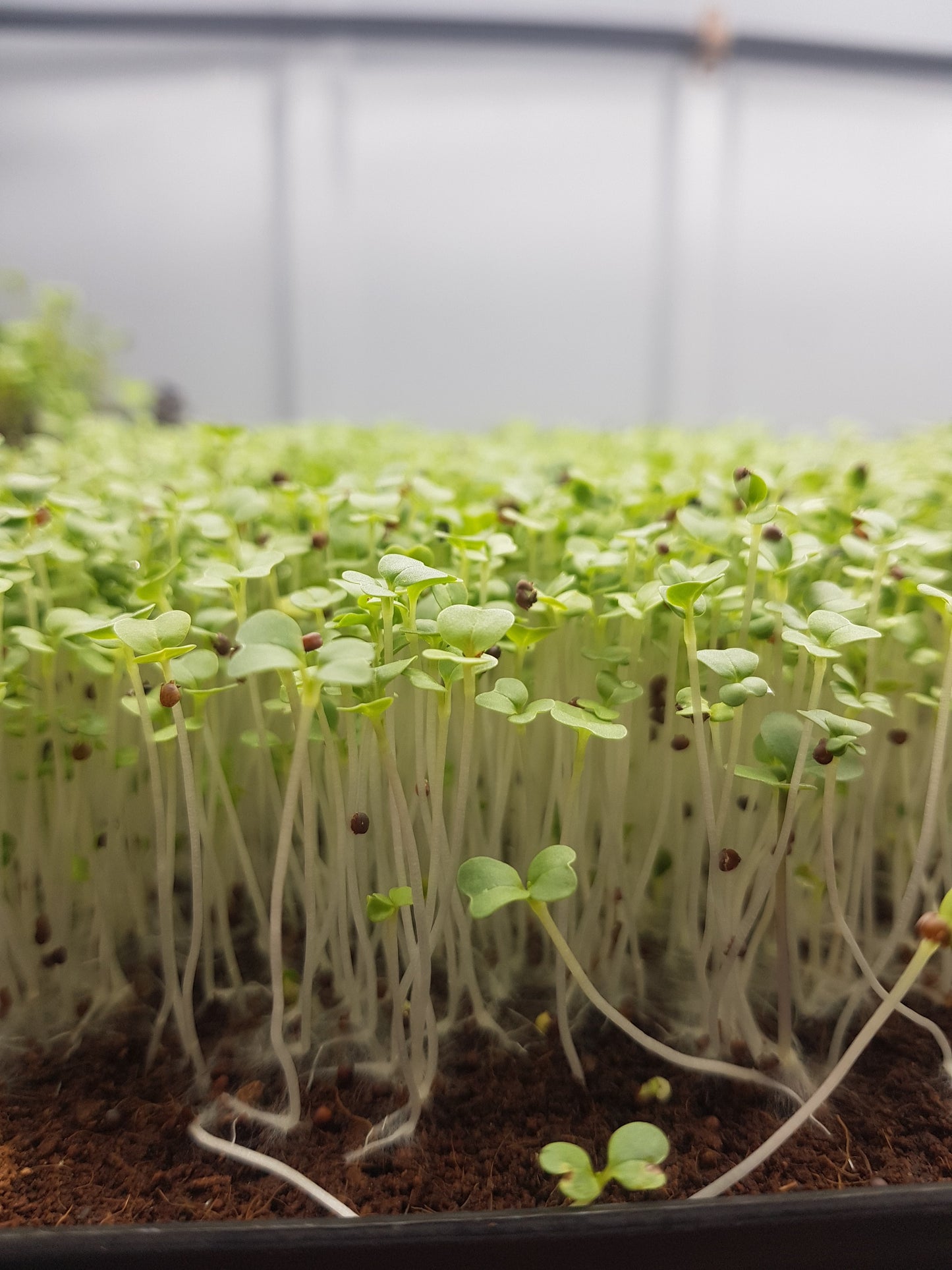 Microgreens