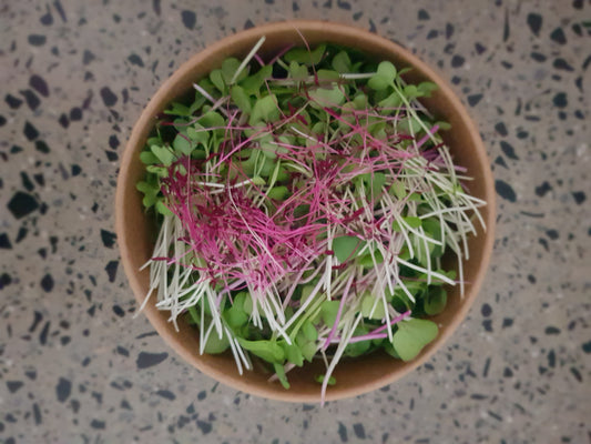 Microgreens - punnet