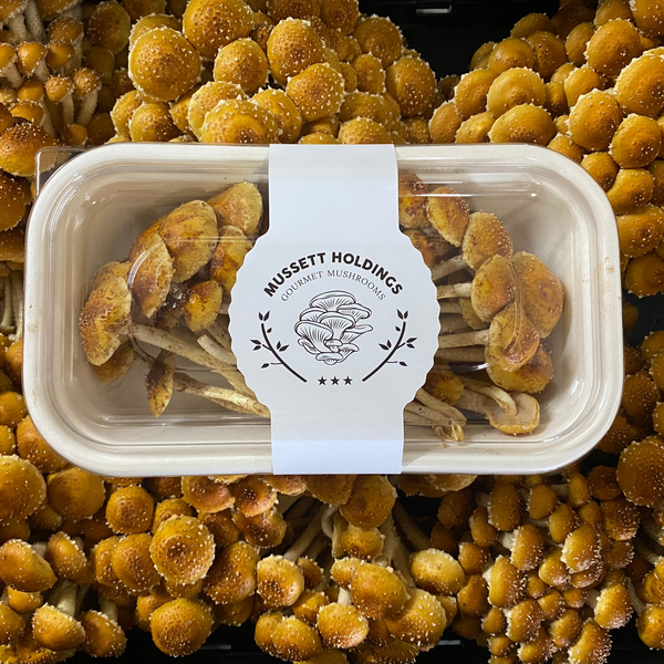 Mushroom Box - Chestnut