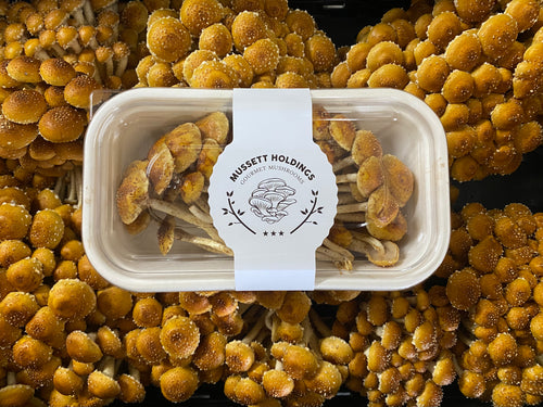Mushroom Box - Chestnut