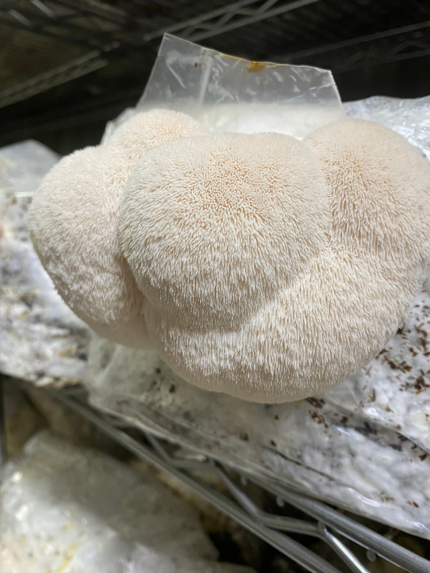 Mushroom Box - Lions Mane