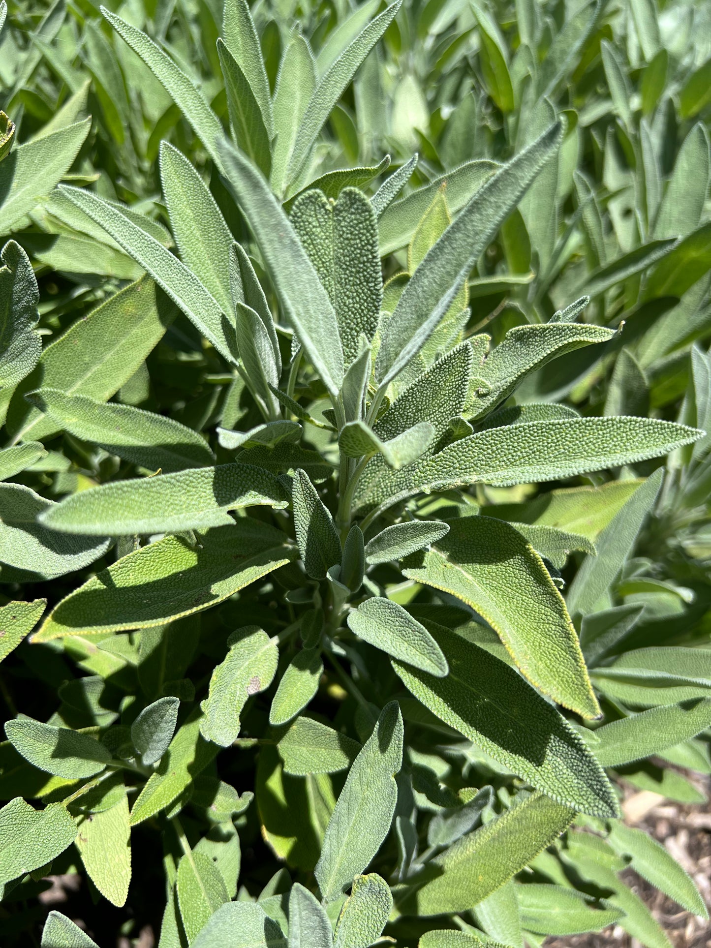 Fresh Herbs