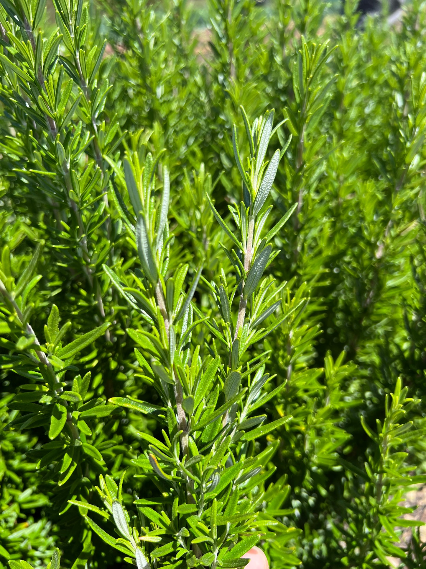 Fresh Herbs