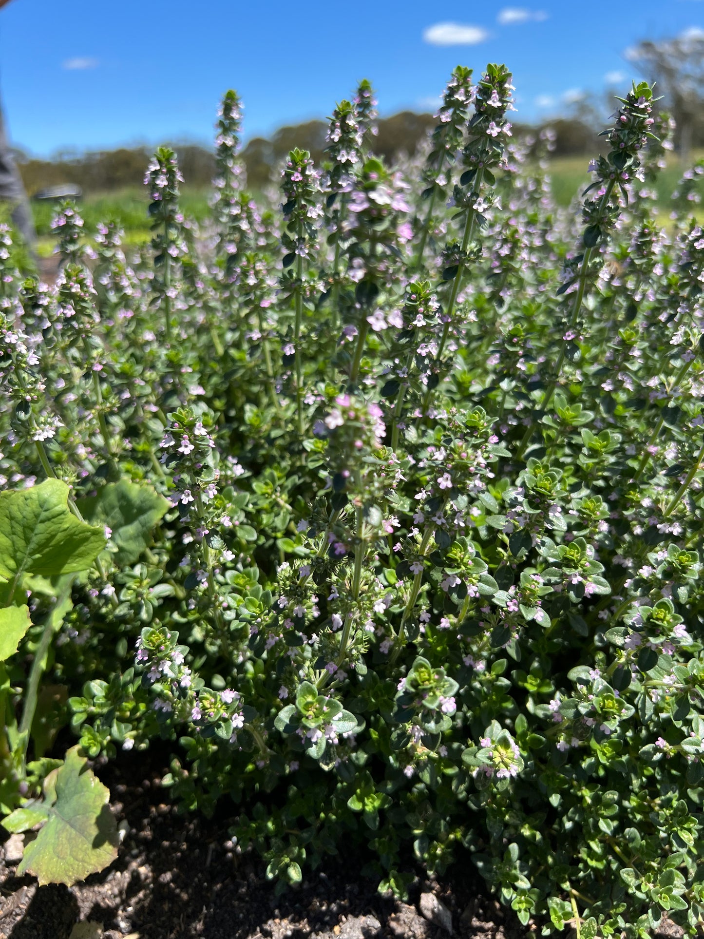 Fresh Herbs