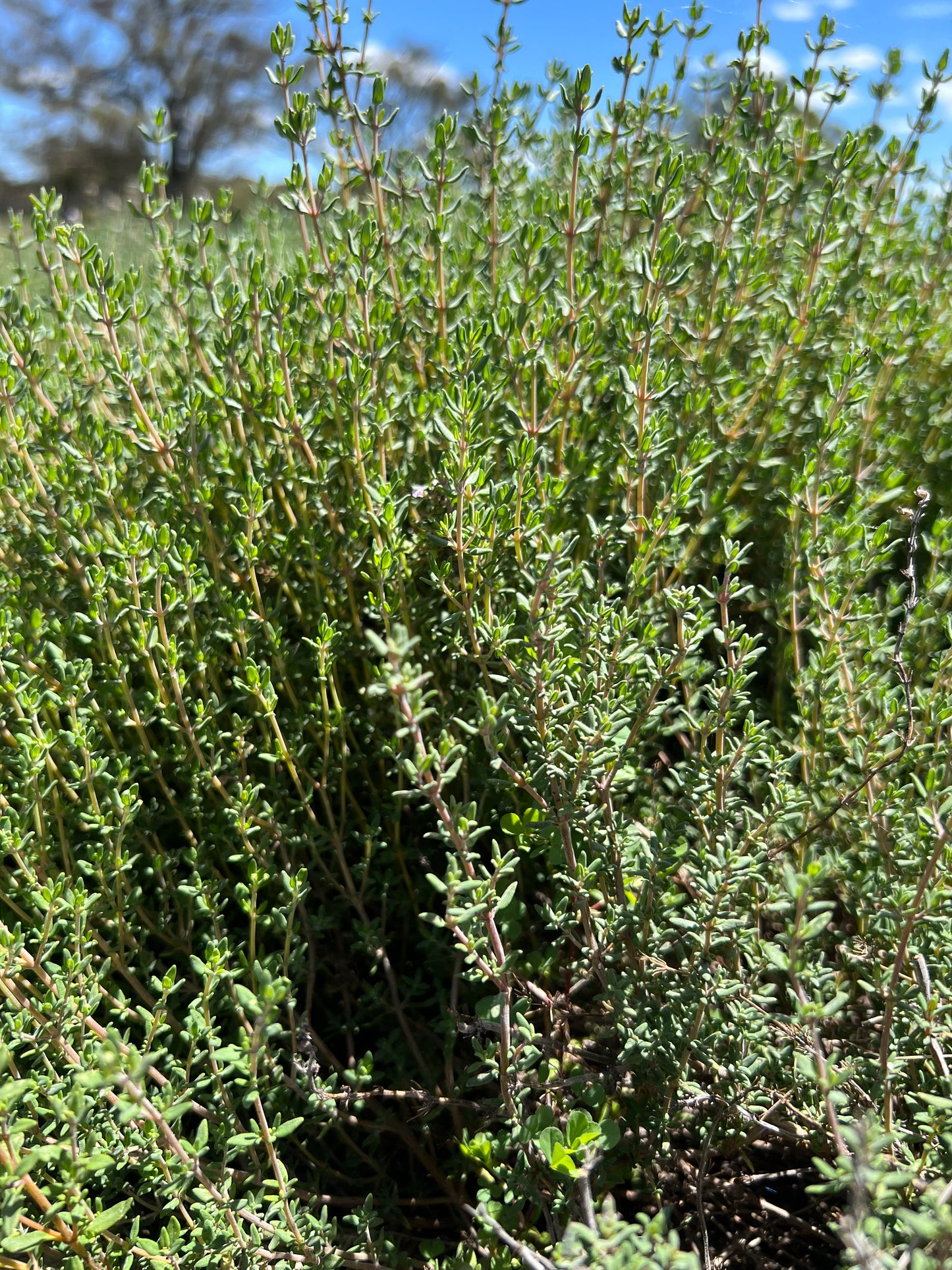 Fresh Herbs