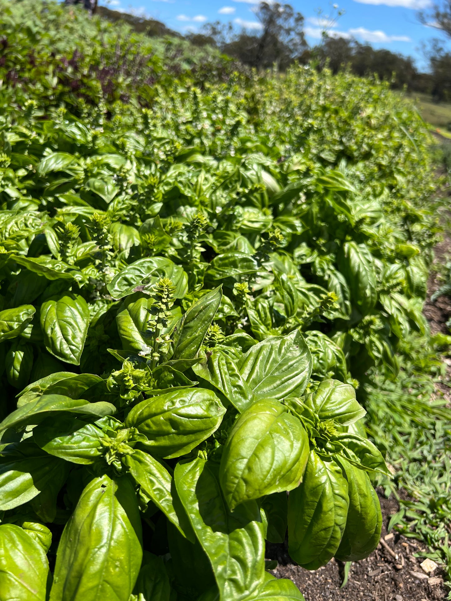 Fresh Herbs