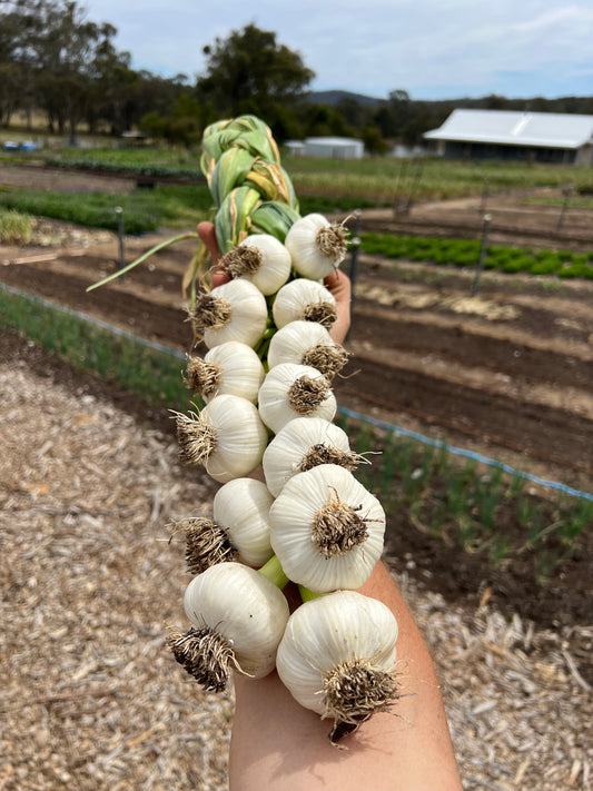 Garlic Braid