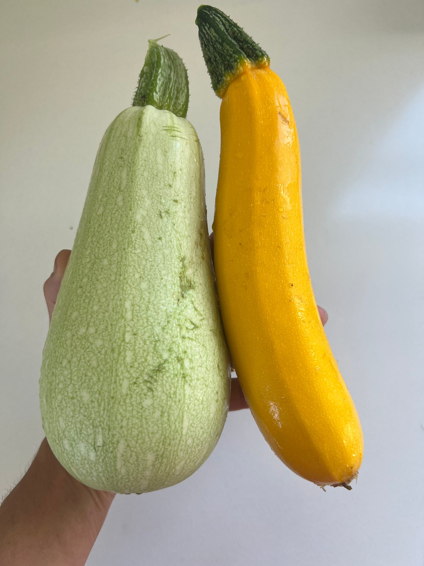 Zucchini