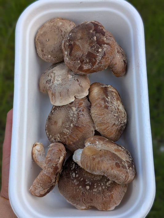 Mushroom Box - Shiitake