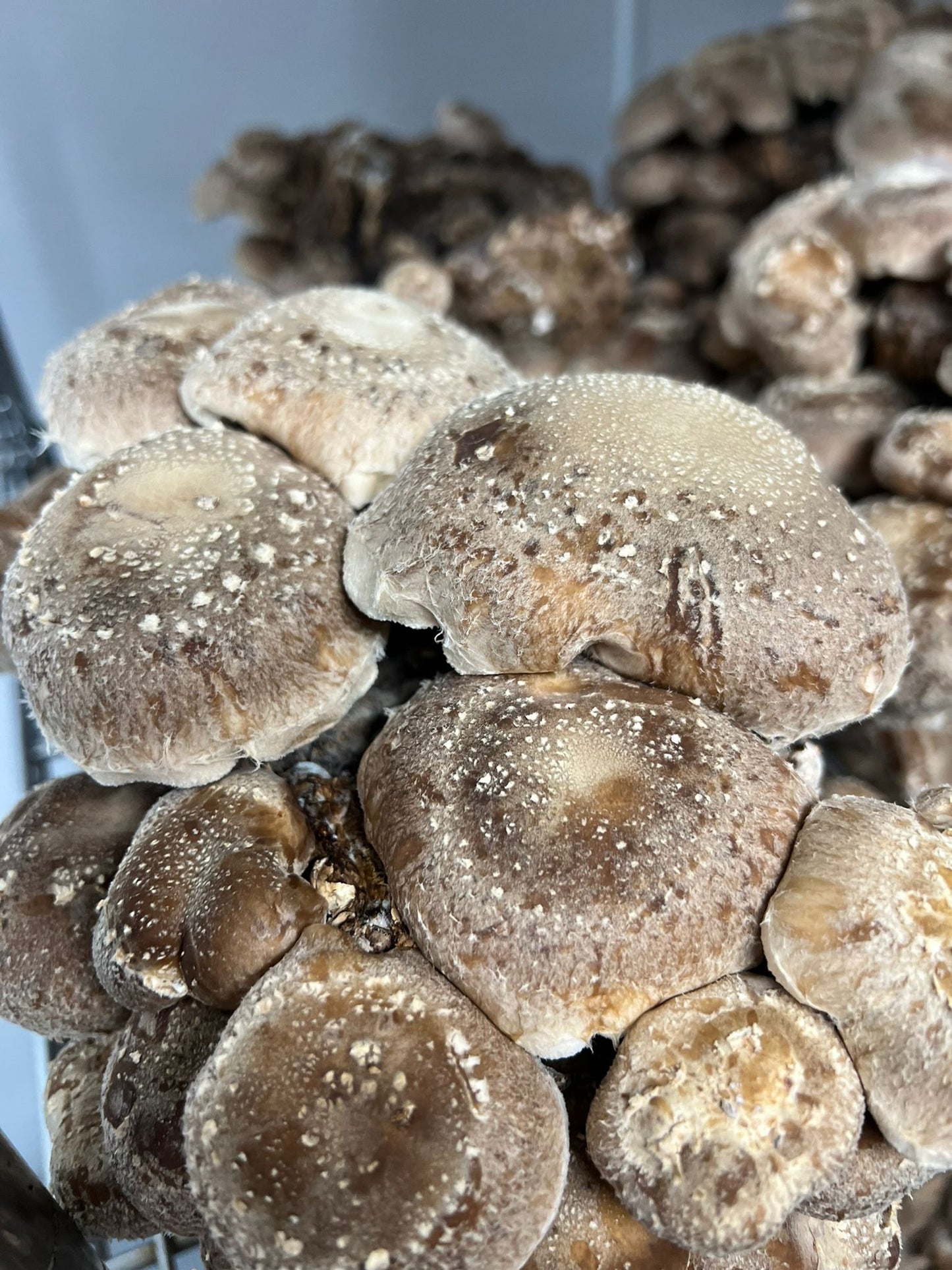 Mushroom Box - Shiitake