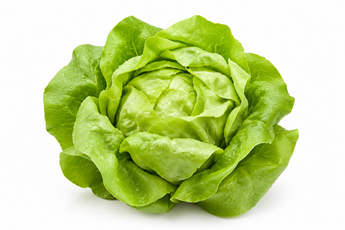 Green Butter Lettuce