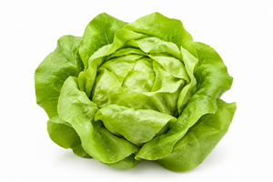 Green Butter Lettuce