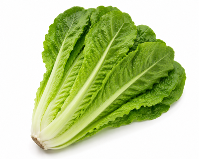 Green Cos Lettuce