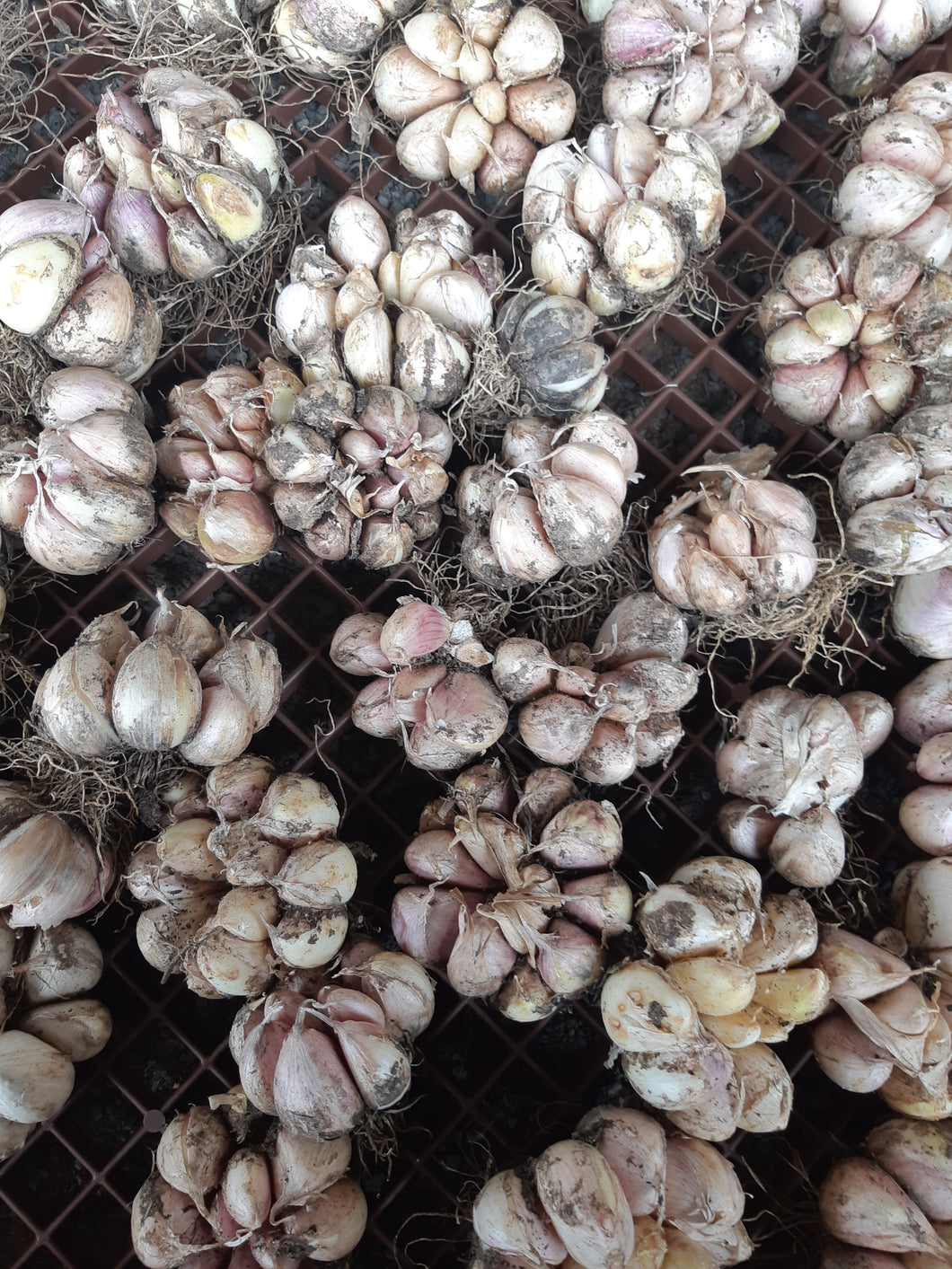 Dried Australian Purple Garlic (100g)