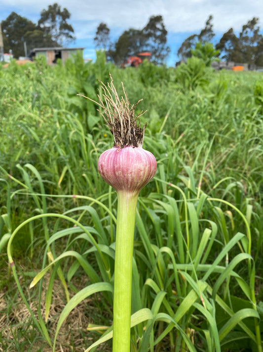 Fresh Australian Purple Garlic - bunch