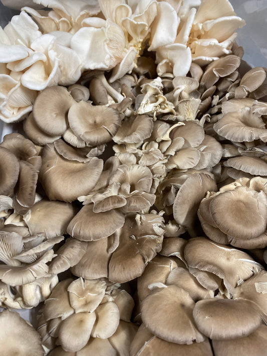 Mushroom Box - Oyster - SECONDS