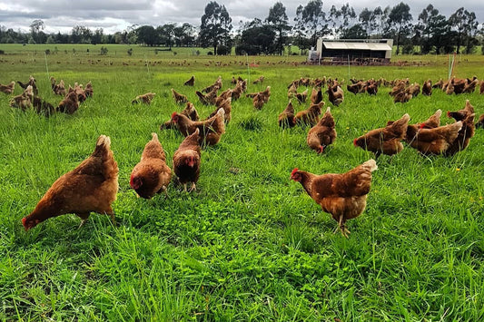 Pasture Raised Hens
