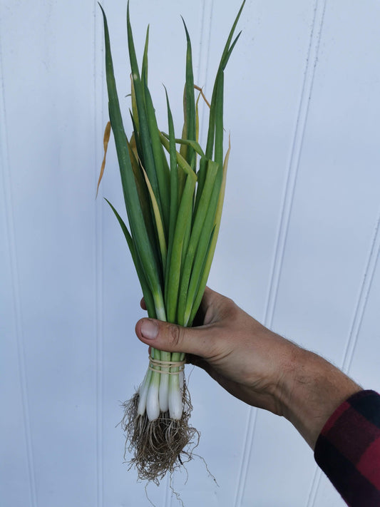 Spring Onions